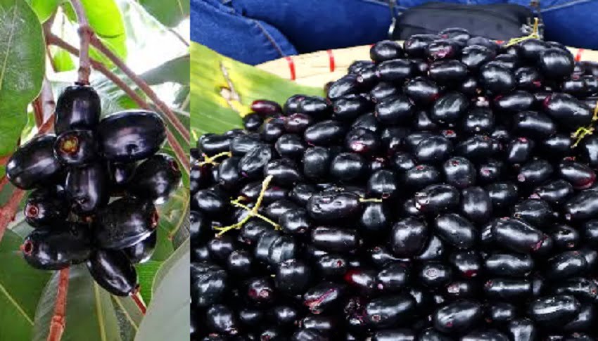 immunity improve tips: इम्यूनिटी बढ़ाने में फायदेमंद है जामुन, स्किन को करता है ब्राइट