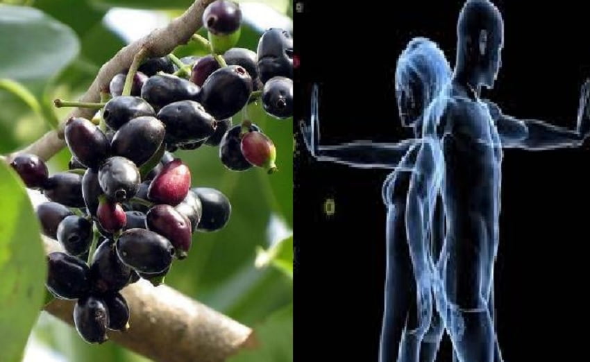 immunity improve tips: इम्यूनिटी बढ़ाने में फायदेमंद है जामुन, स्किन को करता है ब्राइट