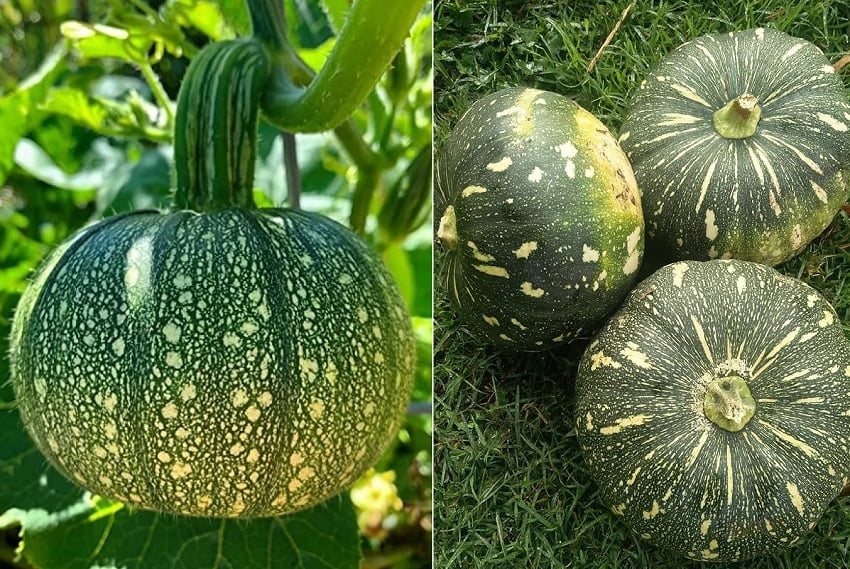 Kaddu Health Benefits : आंखो की सेहत के लिए फायदेमंद है कद्दू, जानिए और है कितने फायदे