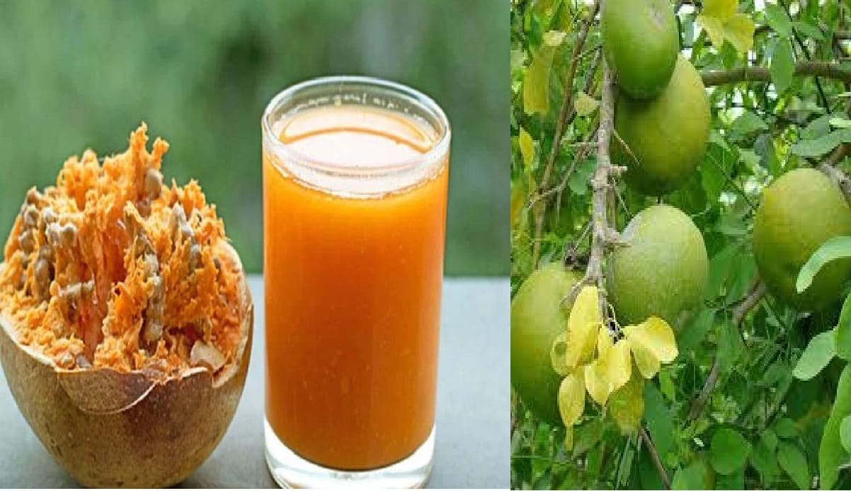 benefit of wood apple for health : पेट की बीमारियों के लिए अमृत के समान है बेल, जानिए क्या है इसके सेवन का तरीका