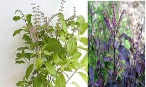 सर्दी खासी में फायदेमंद