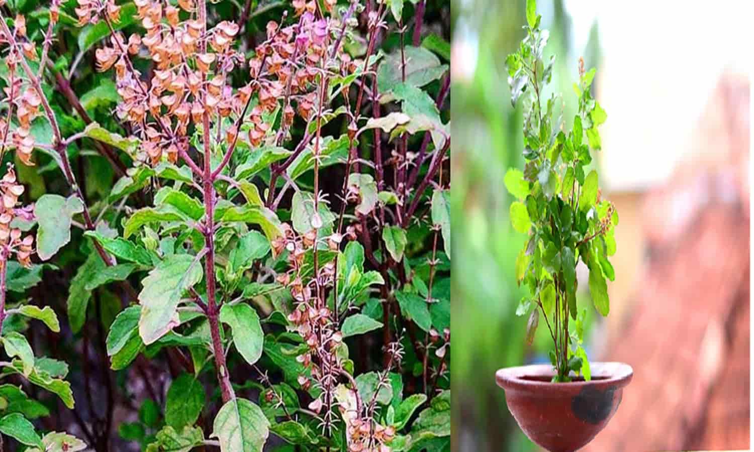 tulsi ke fayde in hindi : औषधीय गुणों से भरपूर तुलसी के हैं गजब के फायदे, जानिए किन रोगों के ईलाज में आता है काम