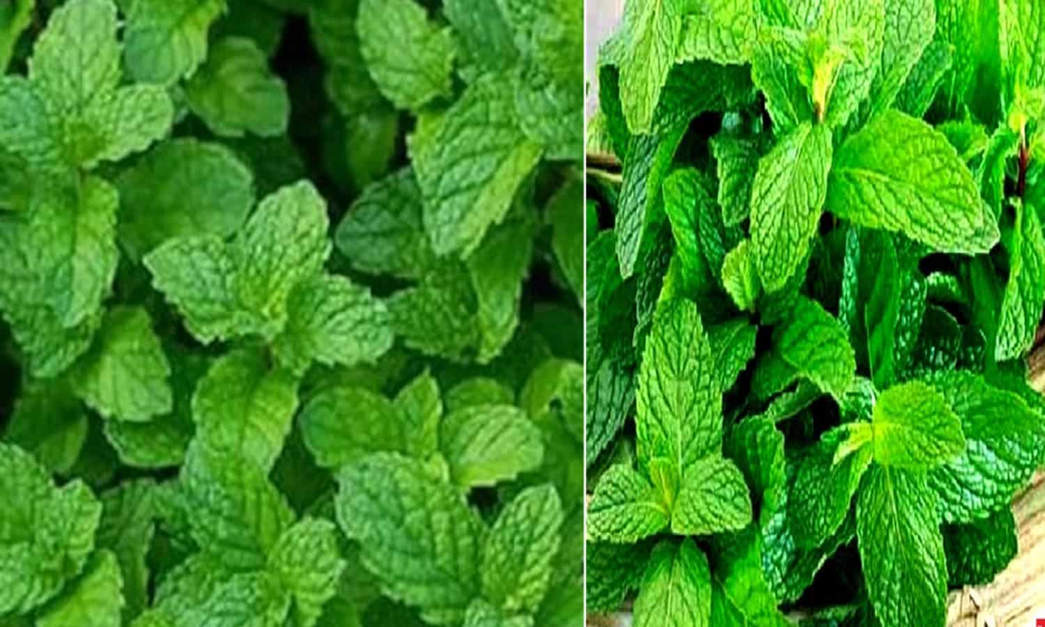 Pudina ke Fayde In Hindi : औषधीय गुणों से भरपूर पुदीना सेहत को रखता है स्वस्थ्य, जानिए क्या हैं पुदीने के फायदे