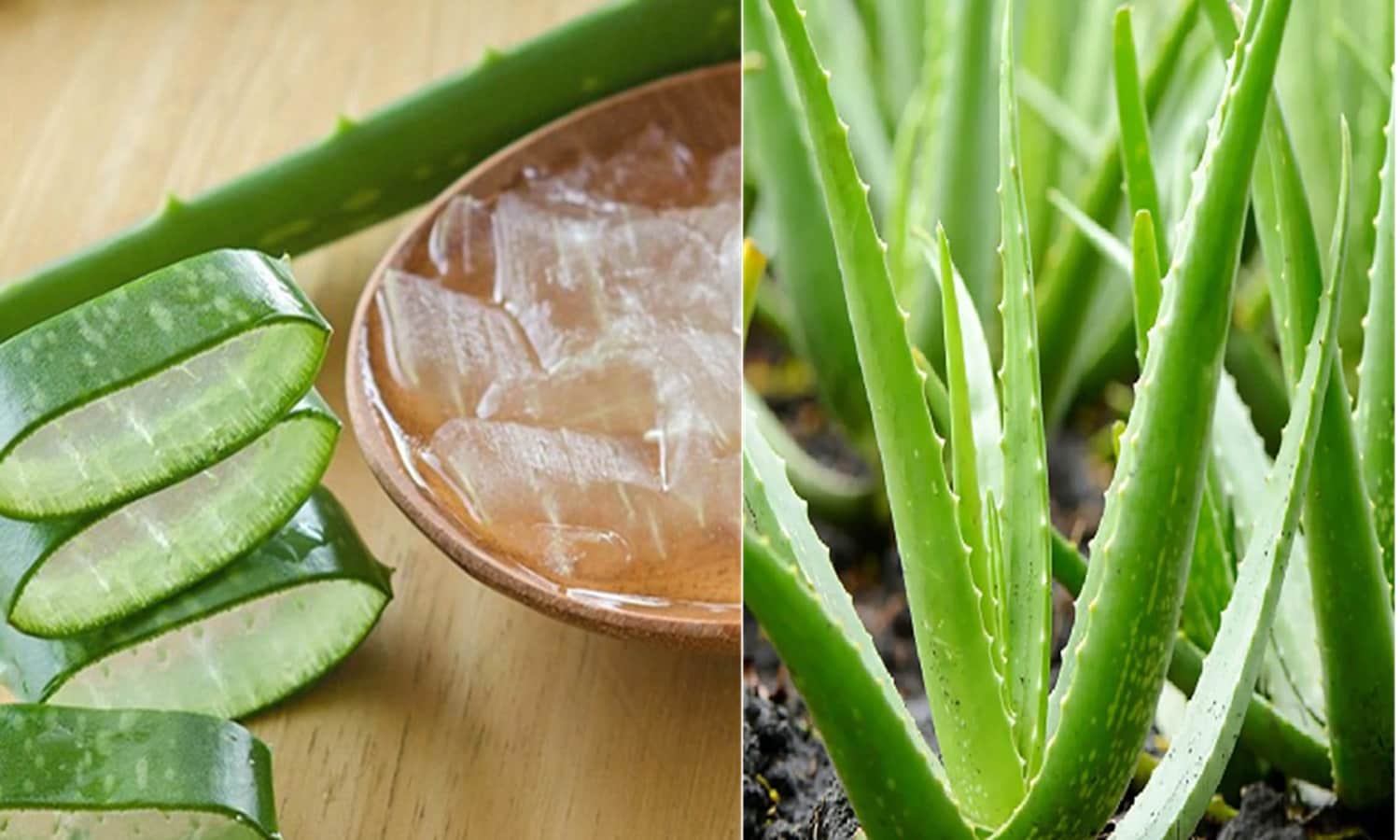 Suntain Skin Problems In Hindi : सनटैन की वजह से स्किन हो जाती है काली और बेजान, जानिए क्या है इसका उपचार